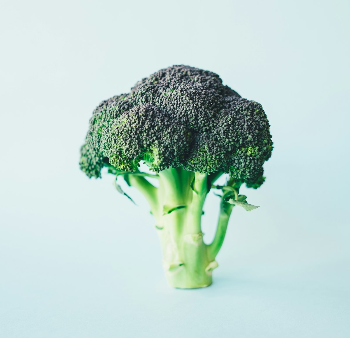A head of broccoli, the vegetable in this smoothie